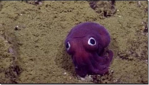 calamar-rossia-pacifica-enrique-antonio-schlegel