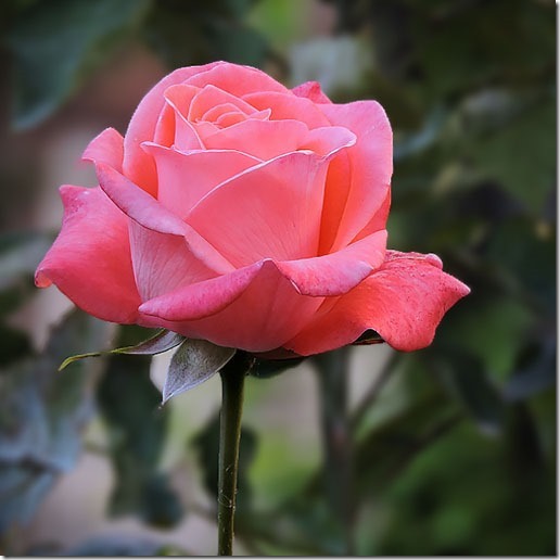 Poema de Lope de Vega a una rosa